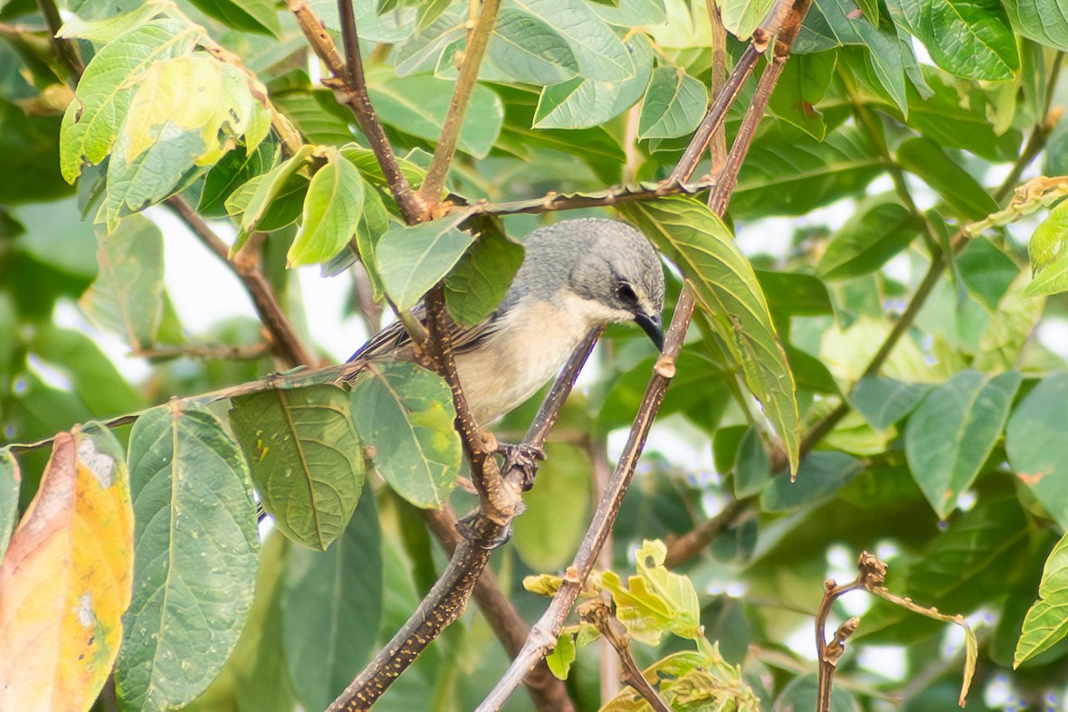 rørspurv - ML644040951