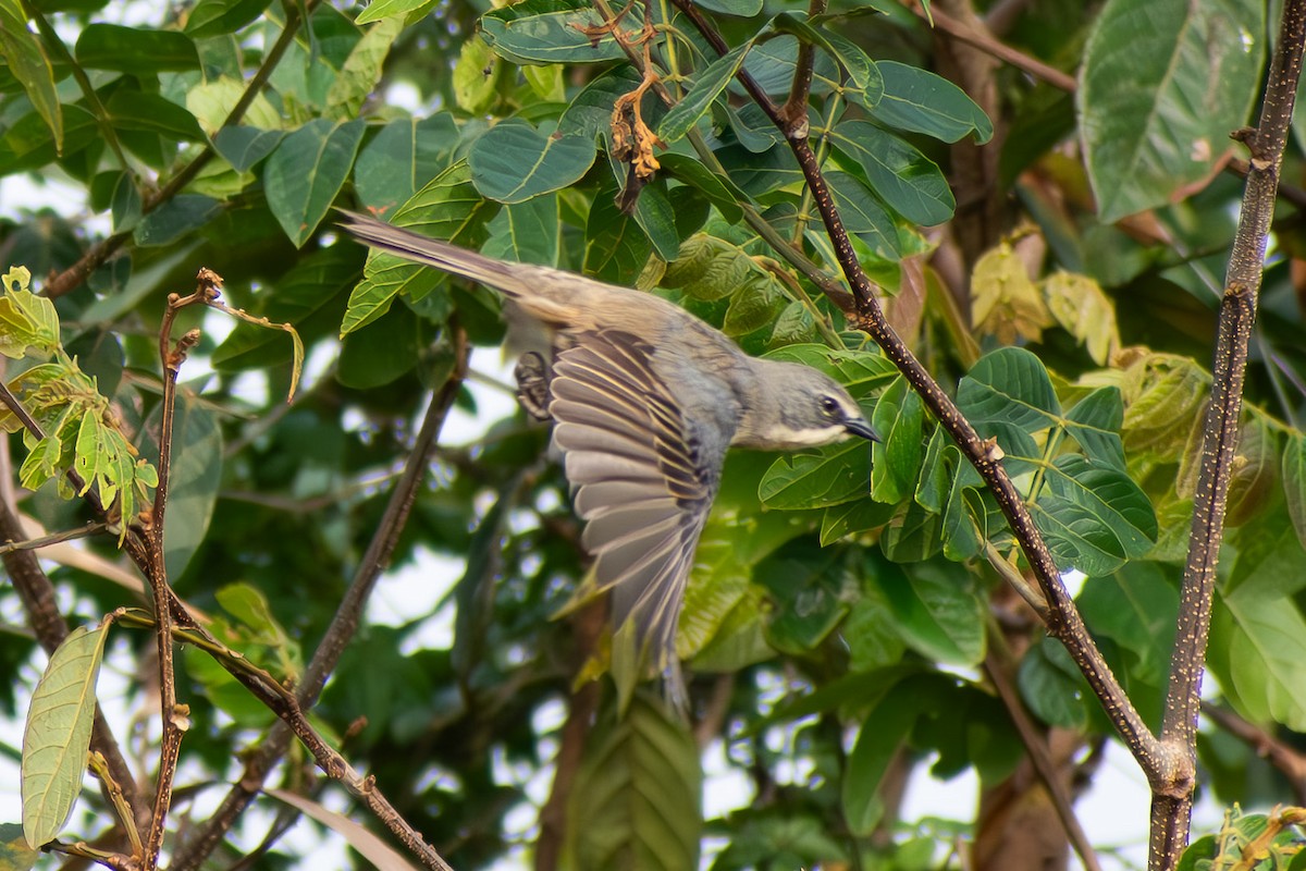 rørspurv - ML644040952