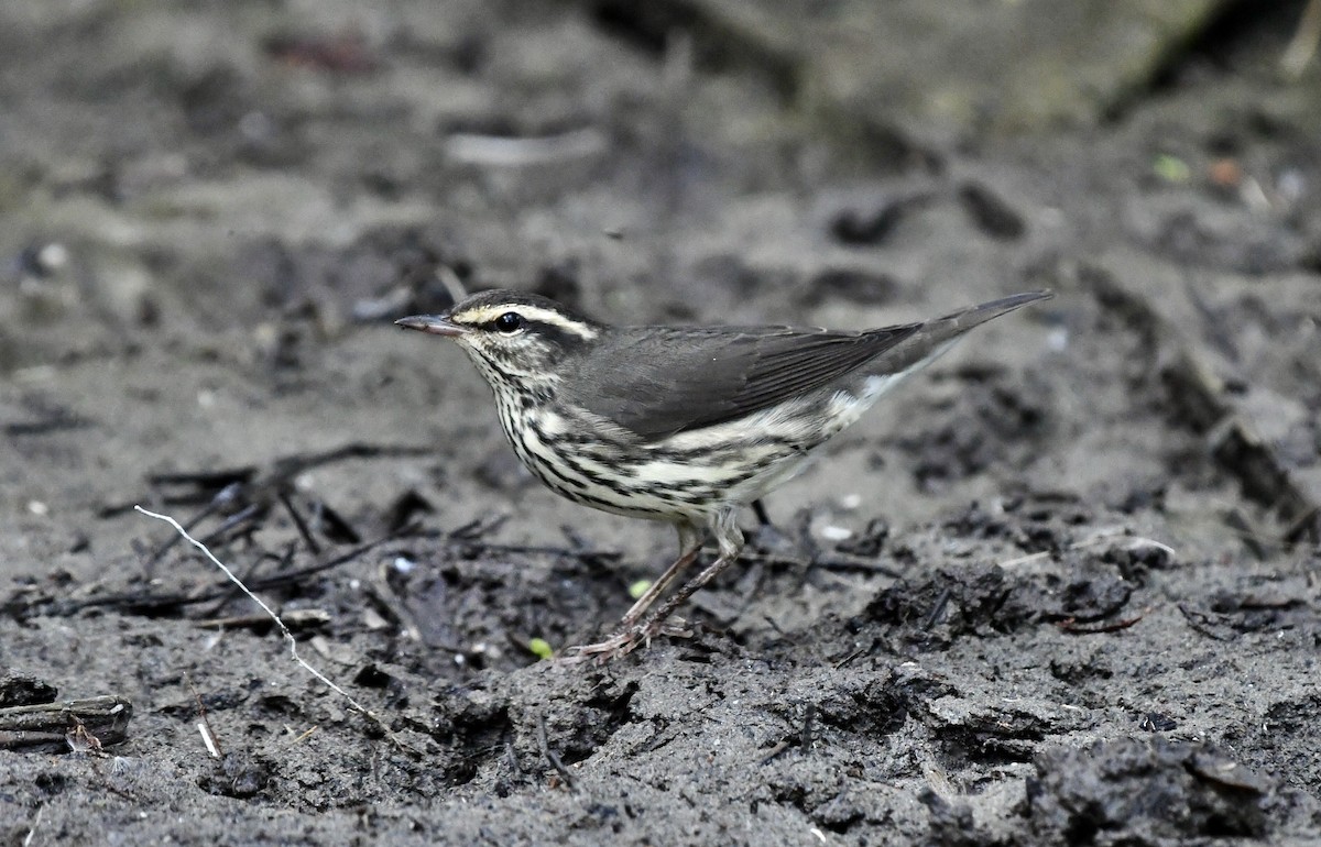 Northern Waterthrush - ML644040954
