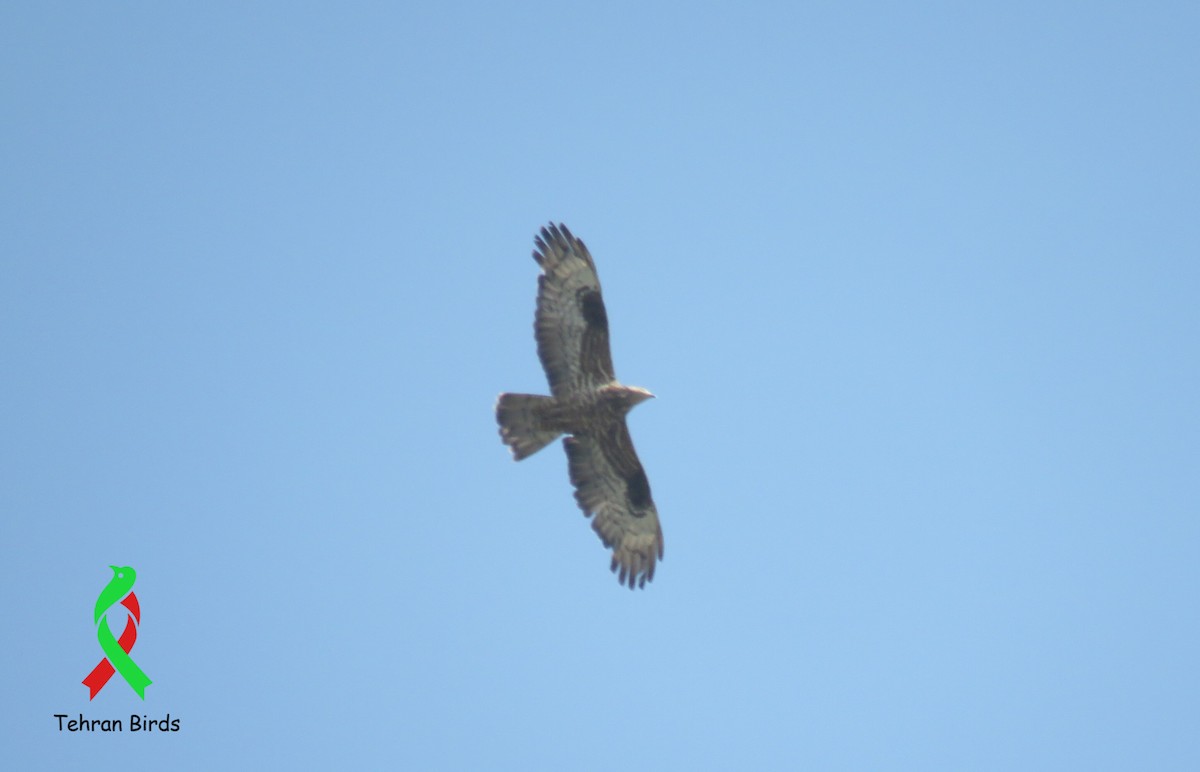 European Honey-buzzard - ML644040964