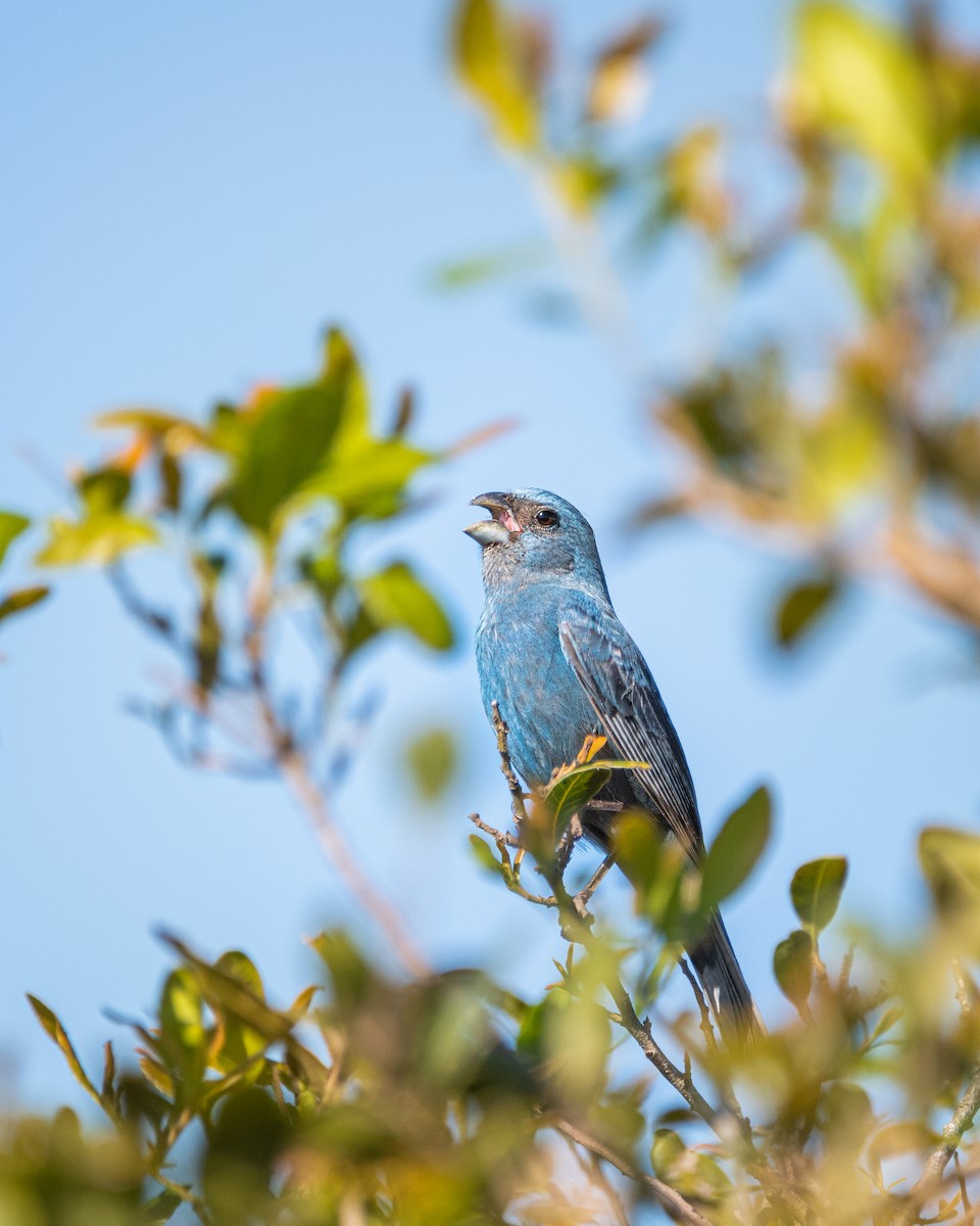 Glaucous-blue Grosbeak - ML644040965