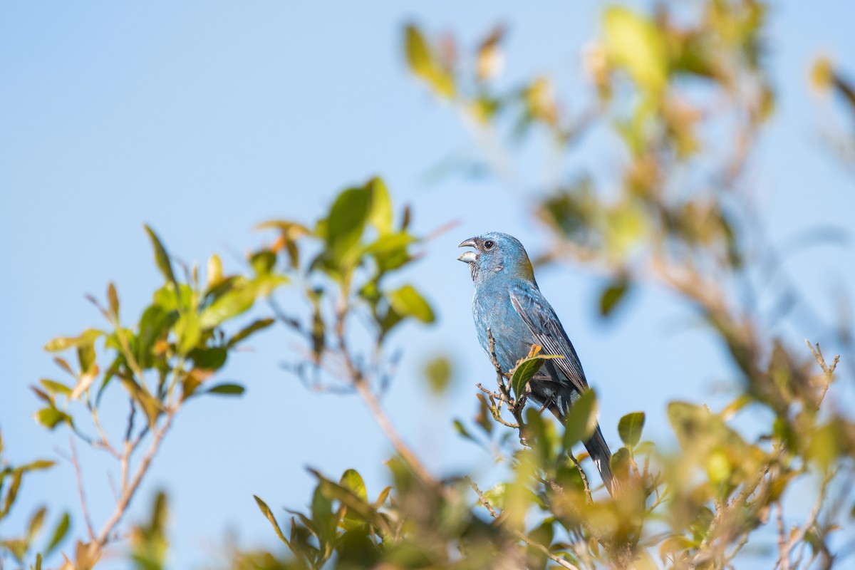 Glaucous-blue Grosbeak - ML644040966