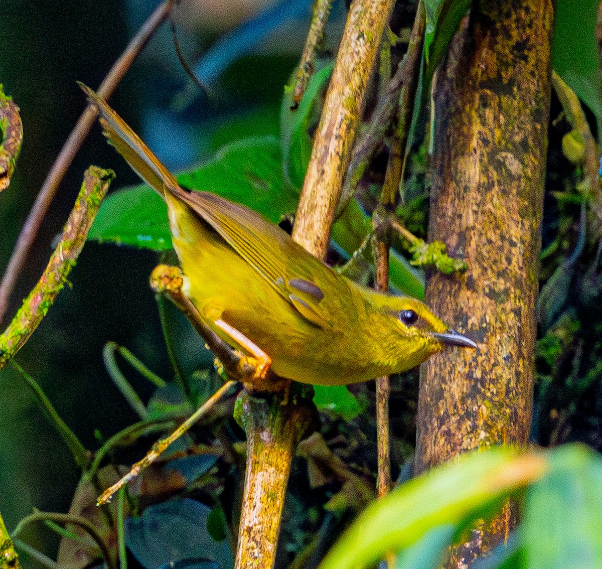 Two-banded Warbler - ML644040971