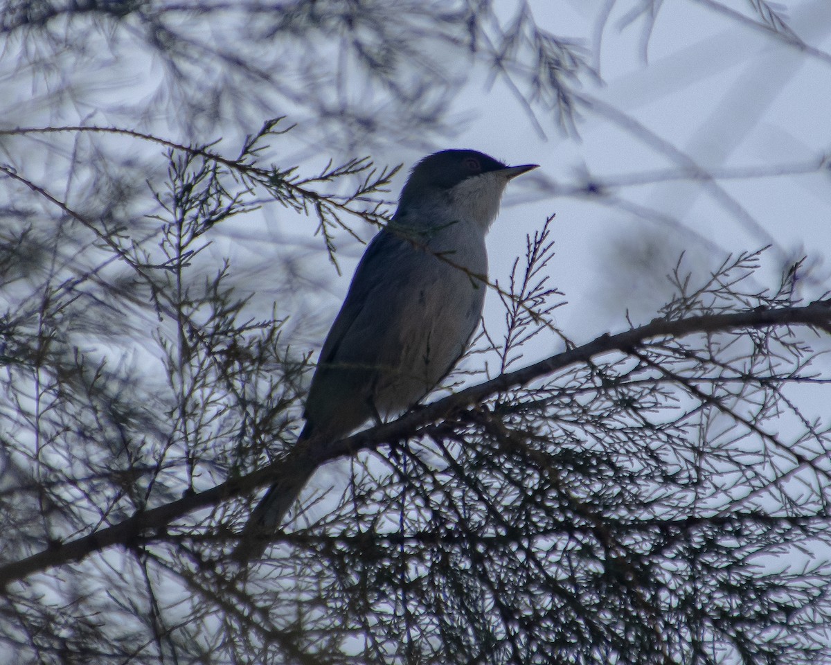 Sardinian Warbler - ML644040984
