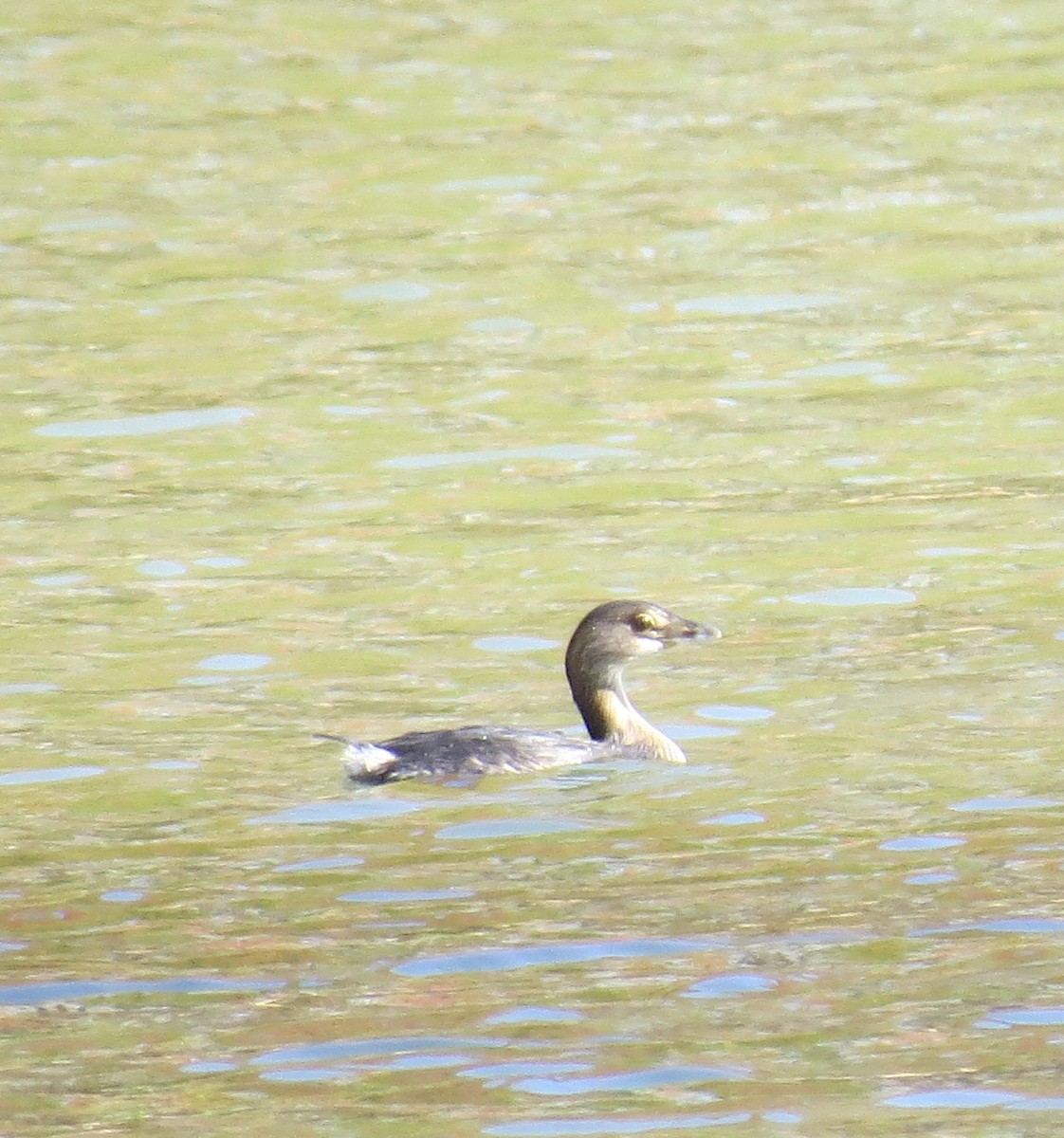 Pied-billed Grebe - ML644041000