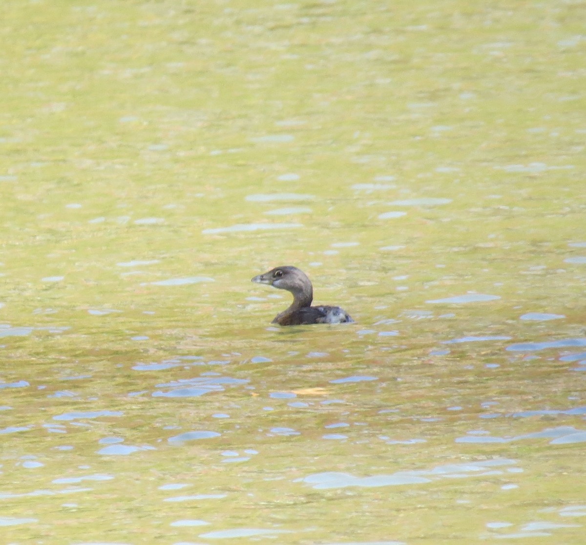 Pied-billed Grebe - ML644041001