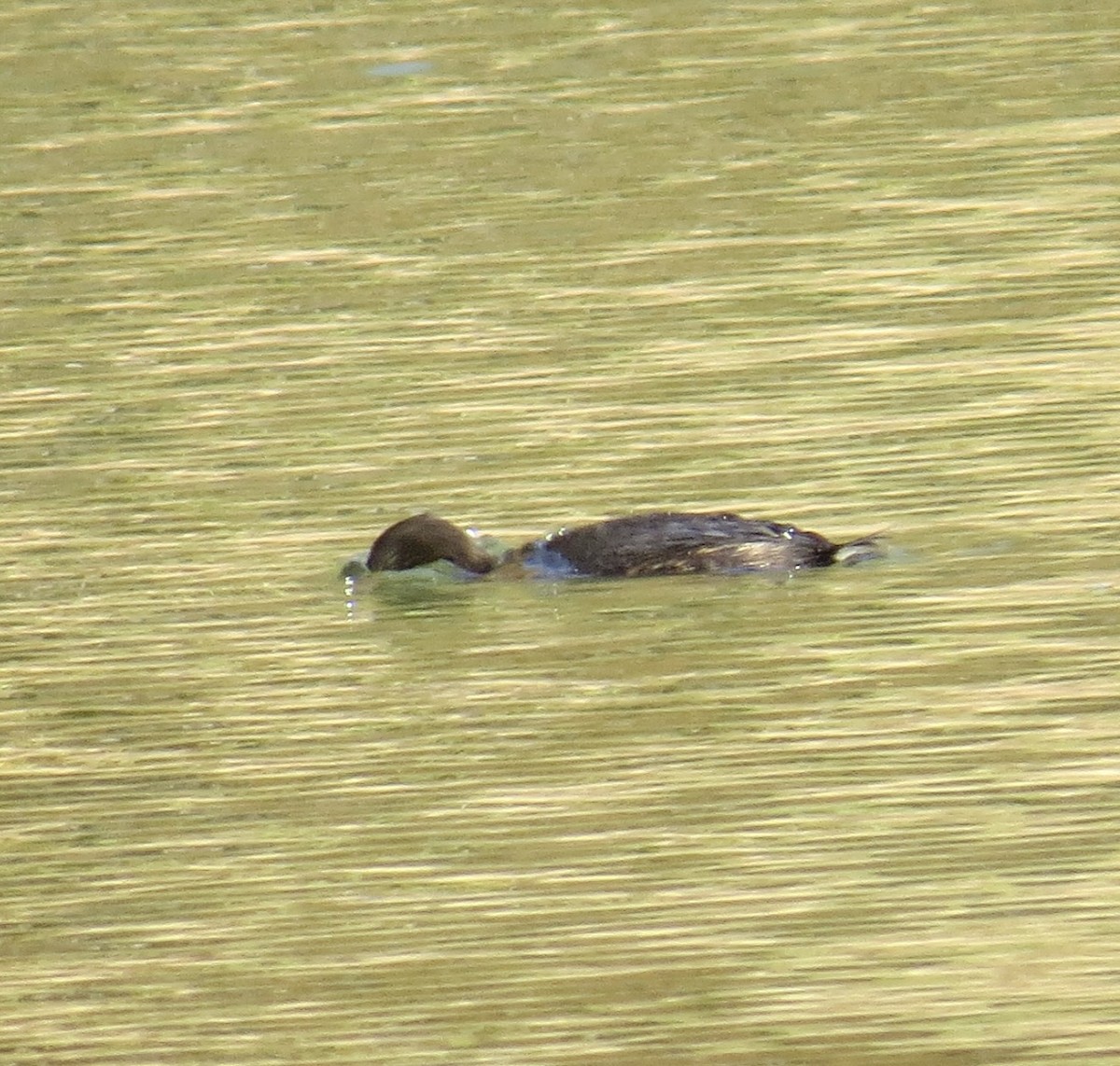 Pied-billed Grebe - ML644041002