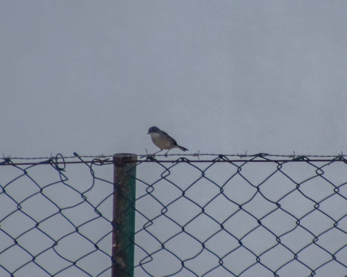 Balearic Warbler - ML644041013