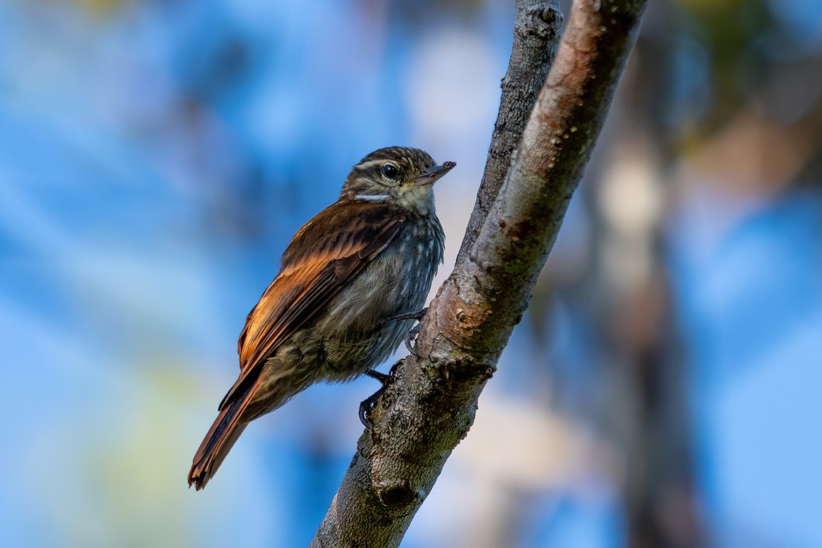 Slender-billed Xenops - ML644041037