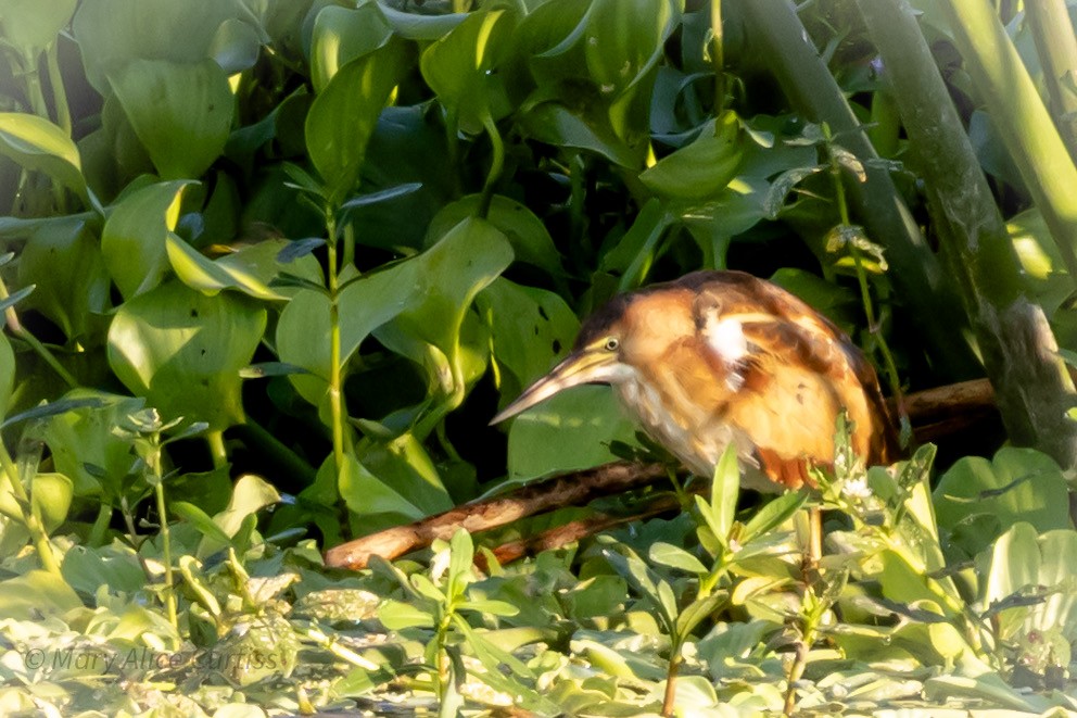 Least Bittern - ML644041041