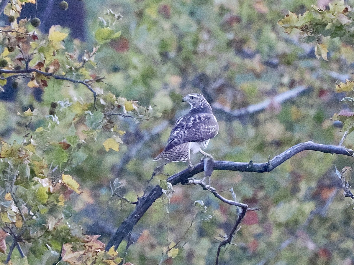Red-tailed Hawk - ML644041043