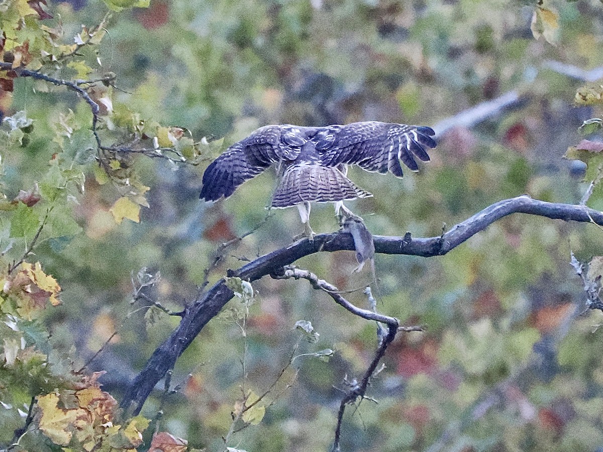 Red-tailed Hawk - ML644041044
