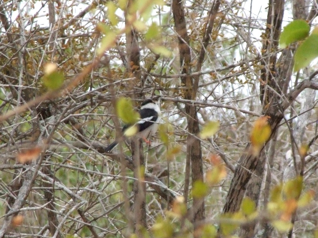 White-crested Helmetshrike - ML644041047