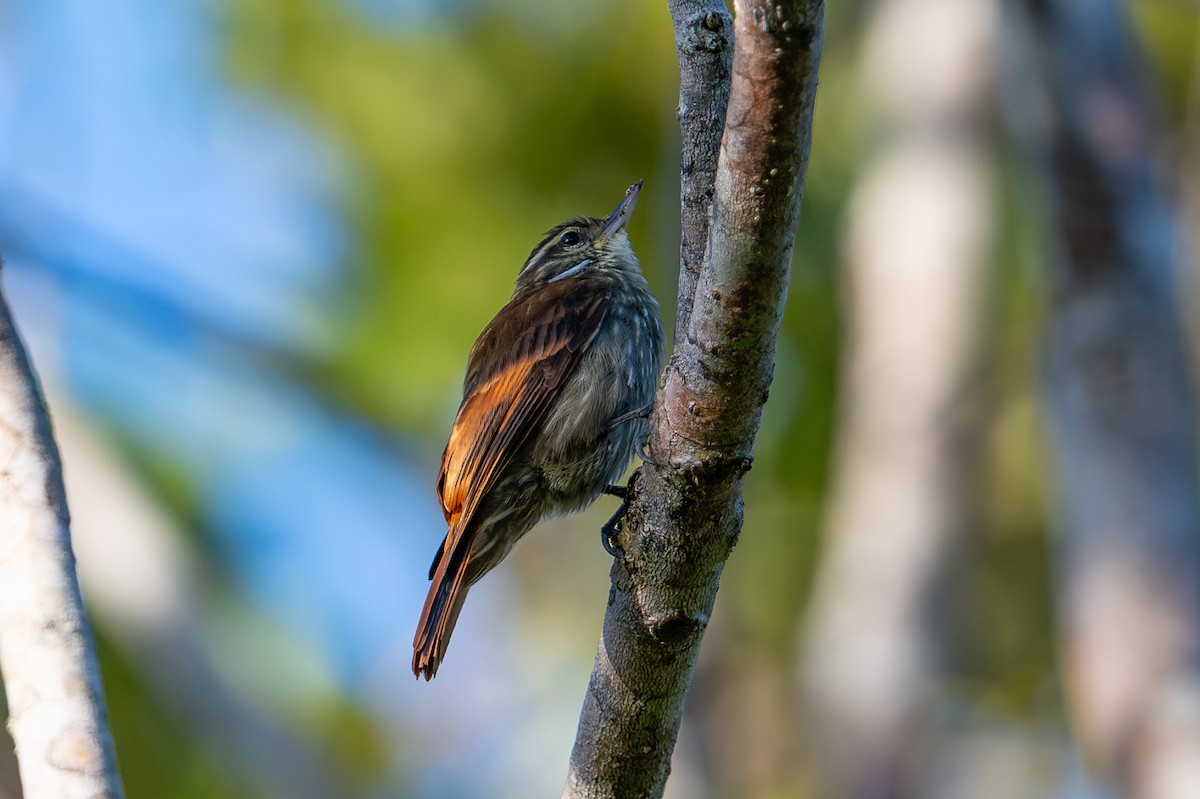 Slender-billed Xenops - ML644041062