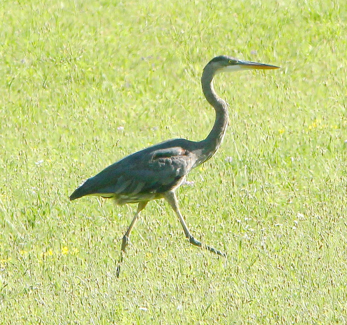 Great Blue Heron (Great Blue) - ML644041063