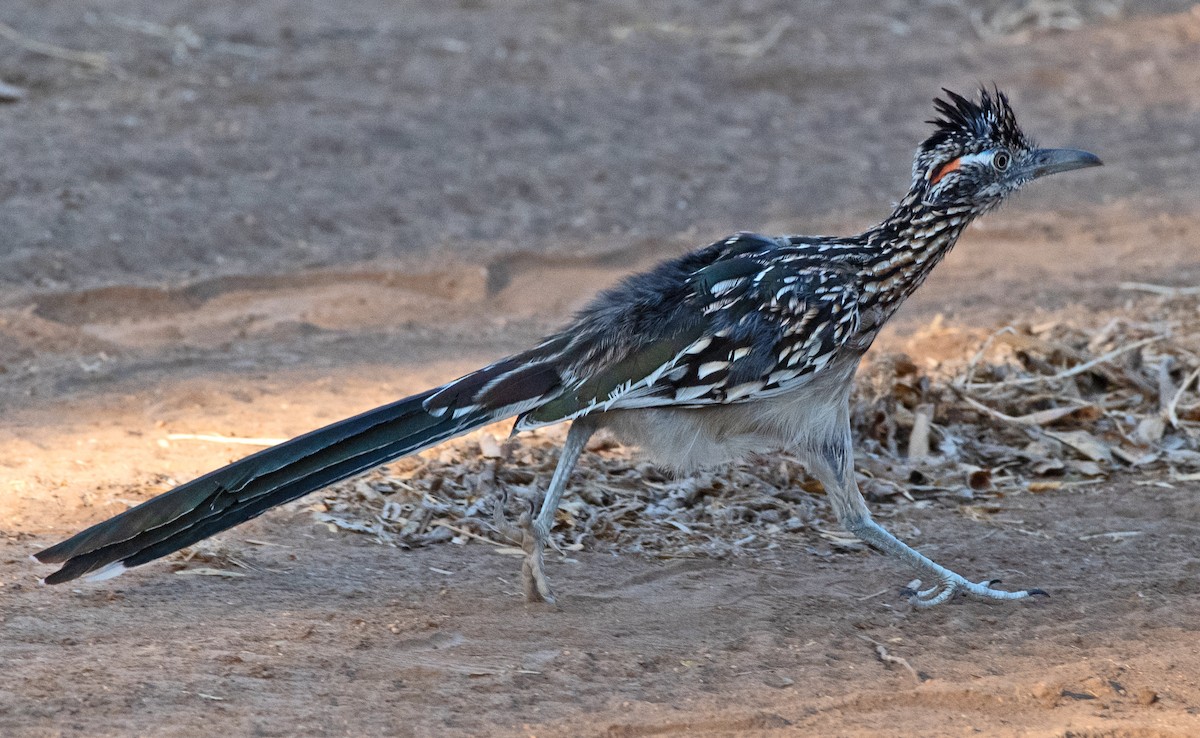 Greater Roadrunner - ML644041068