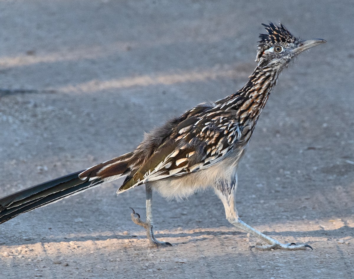 Greater Roadrunner - ML644041069