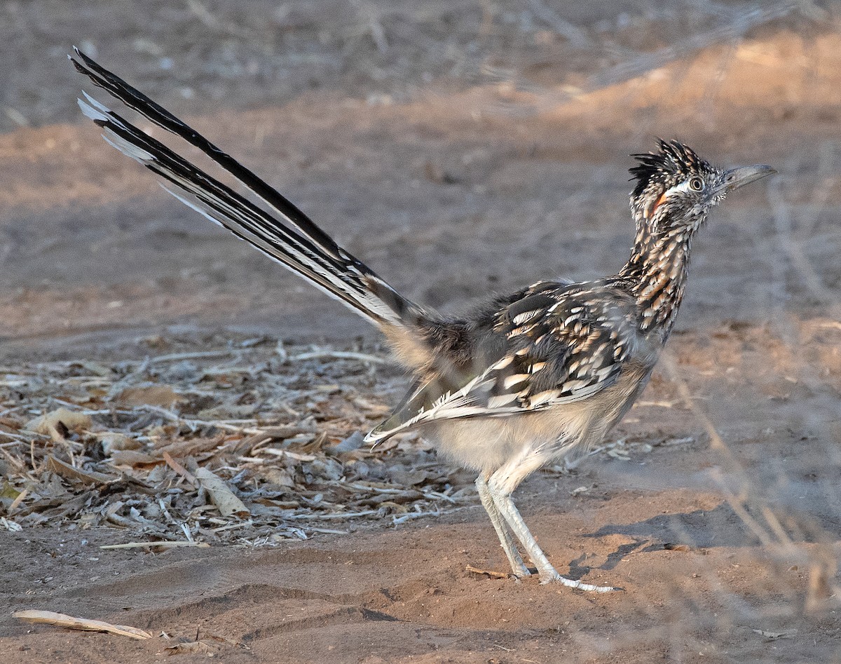 Greater Roadrunner - ML644041070