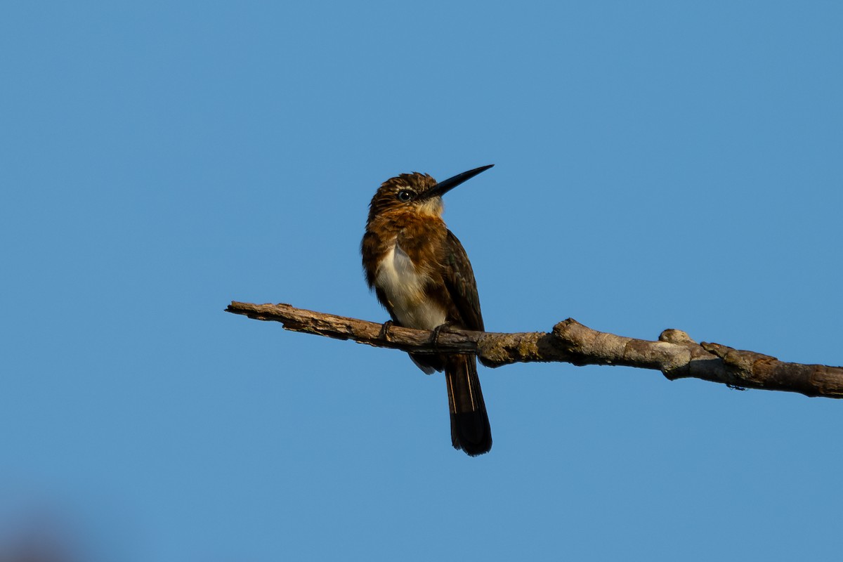 Brown Jacamar - ML644041079