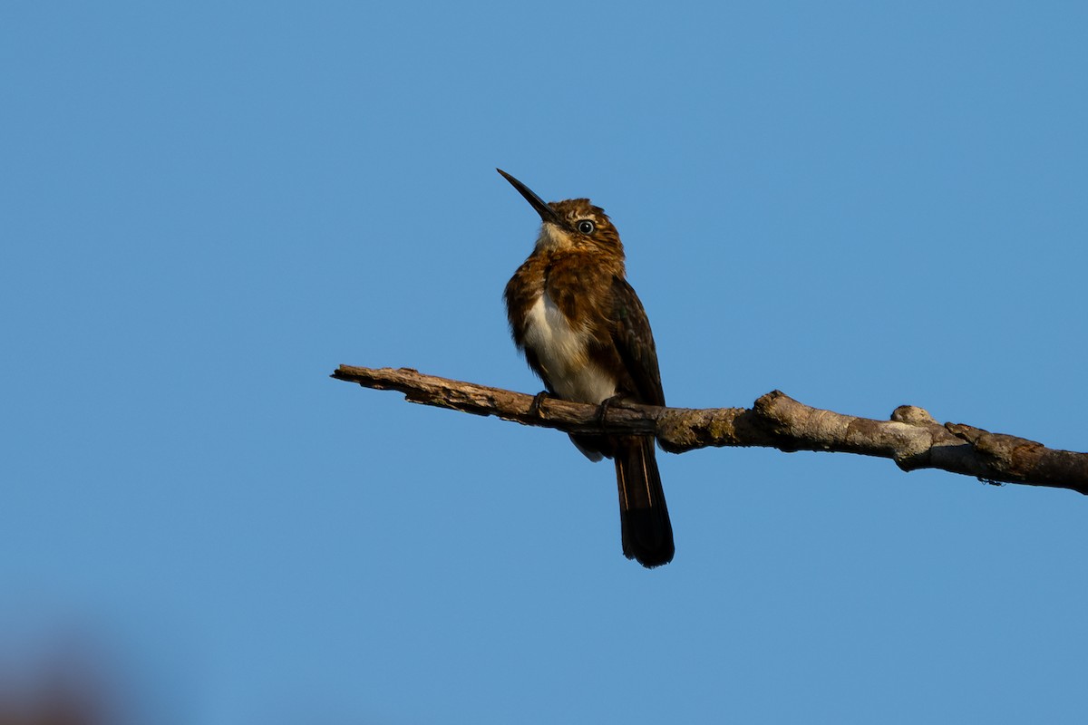 Brown Jacamar - ML644041080