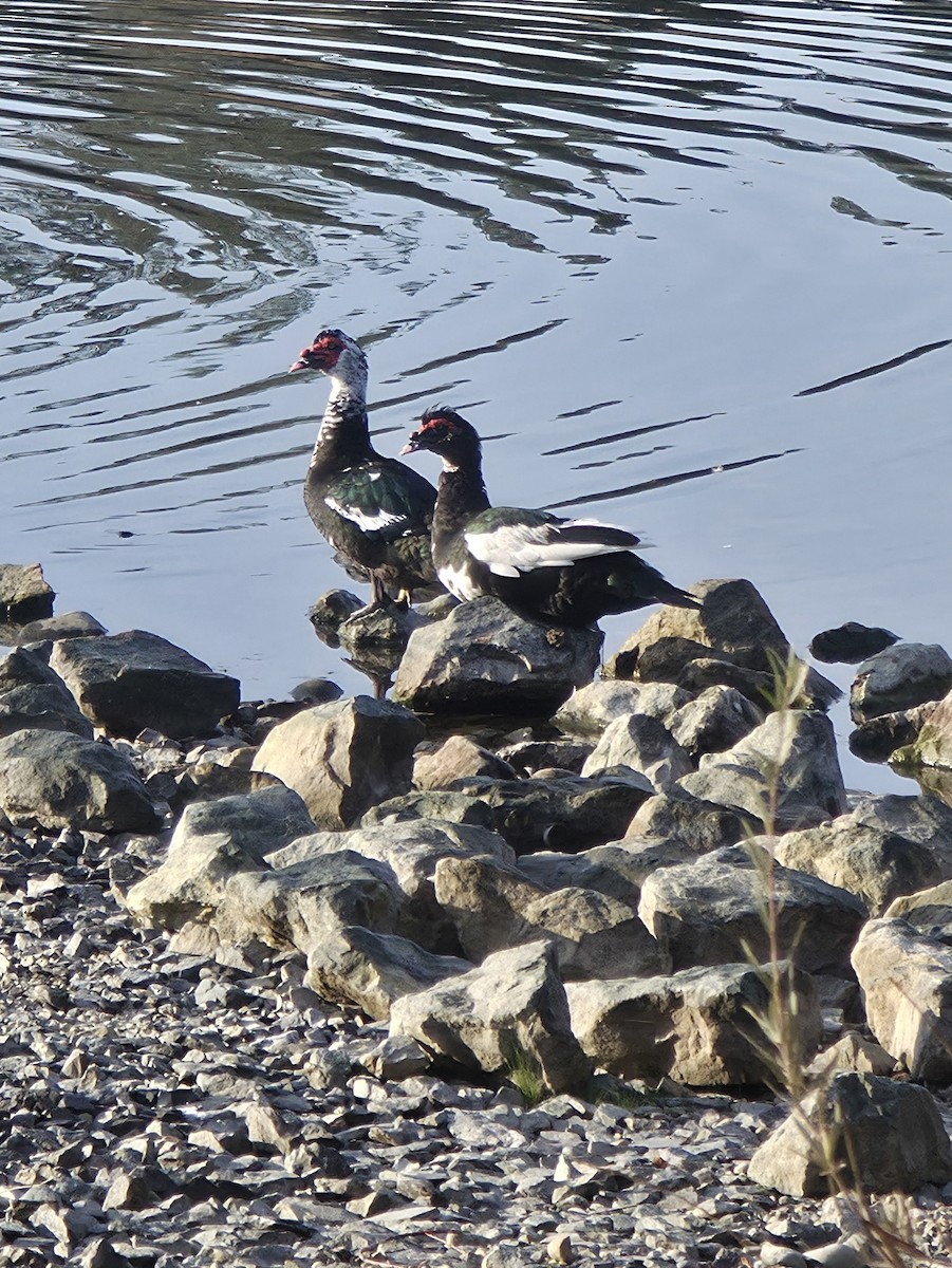 Muscovy Duck (Domestic type) - ML644041124