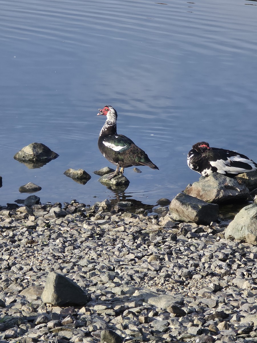 Muscovy Duck (Domestic type) - ML644041125