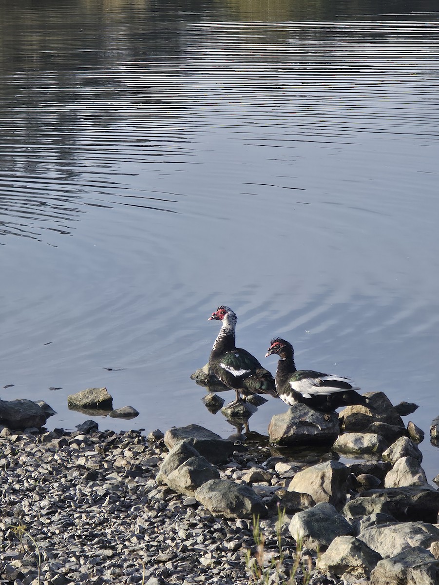Muscovy Duck (Domestic type) - ML644041126