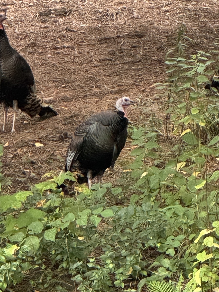Wild Turkey - ML644041136