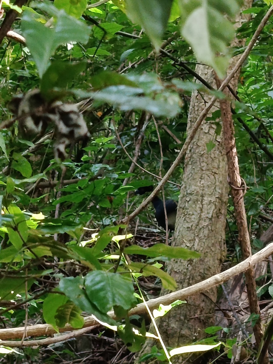 Yellow-knobbed Curassow - ML644041137
