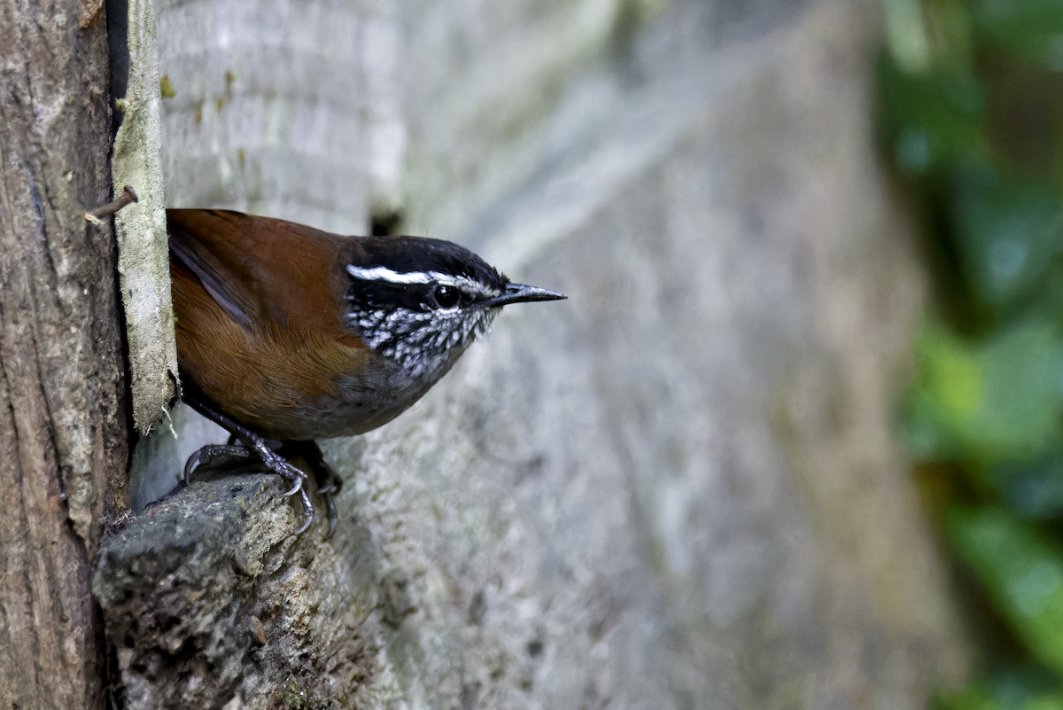 Gray-breasted Wood-Wren - ML644041138