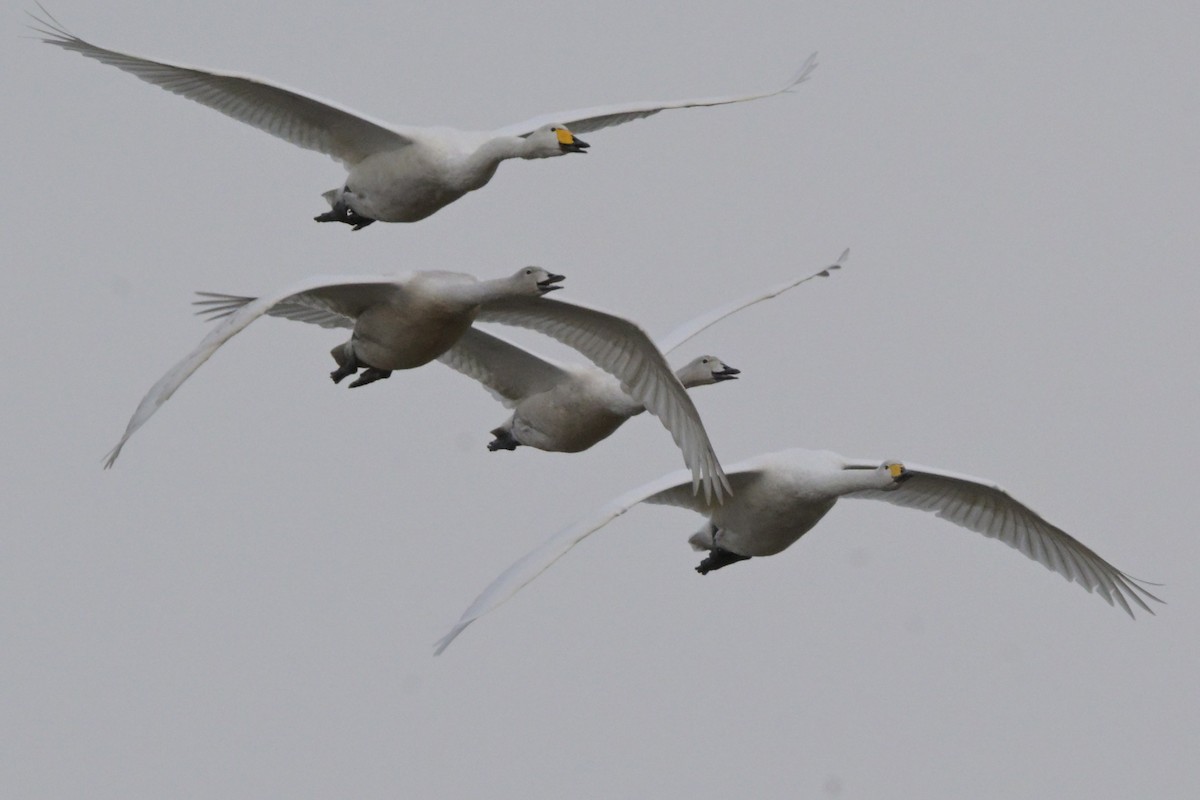 Singschwan - ML644041151