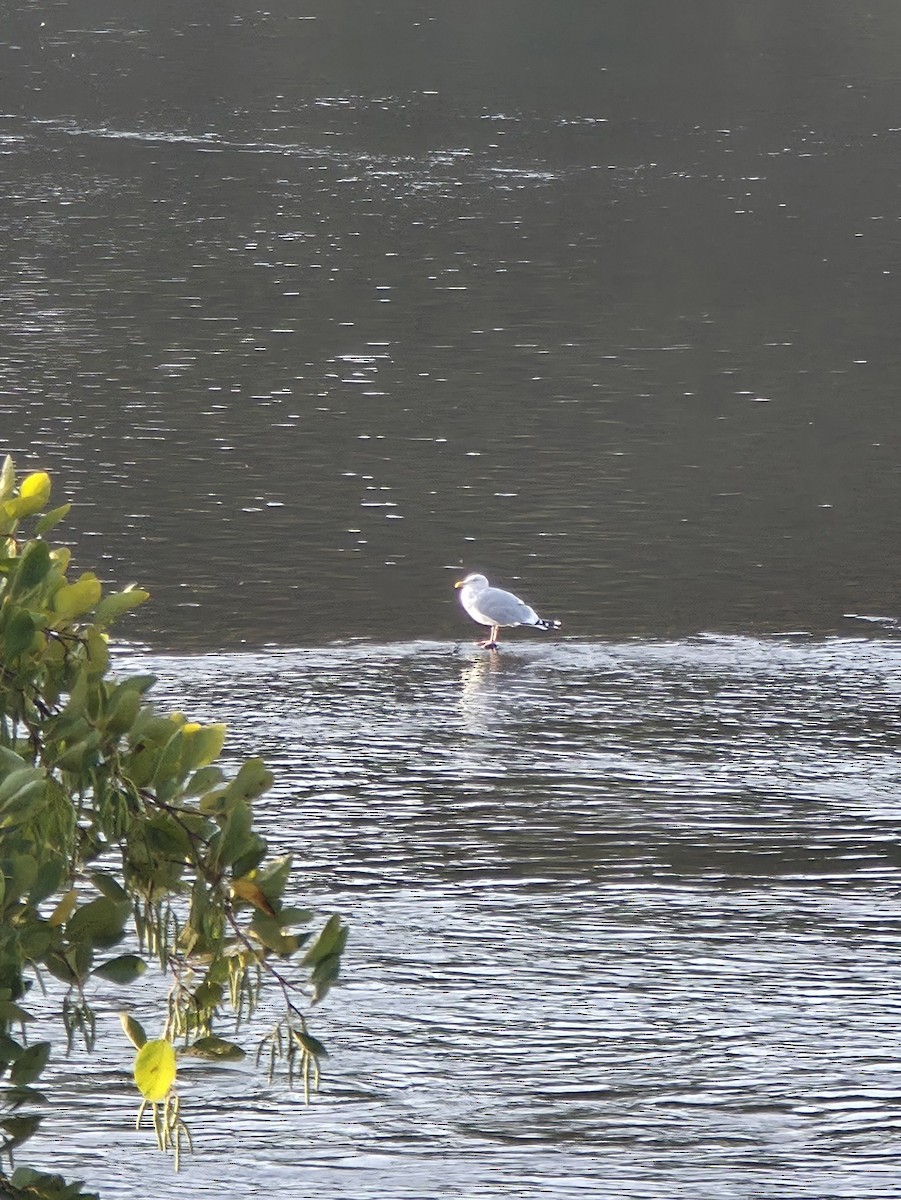American Herring Gull - ML644041154