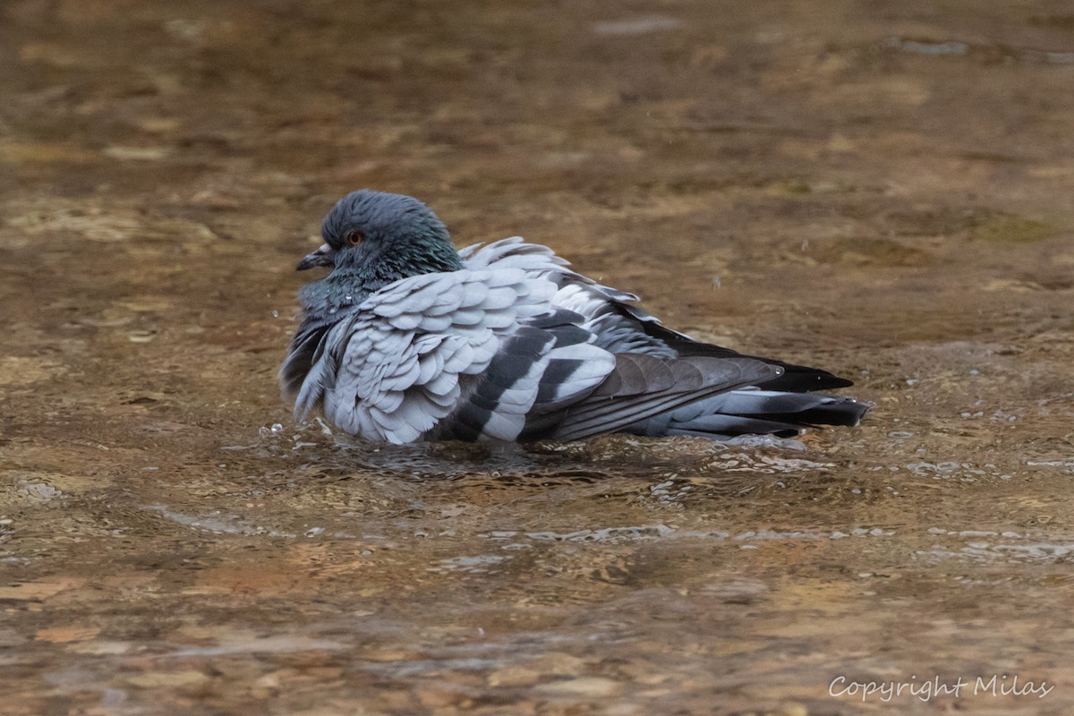 カワラバト - ML644041157
