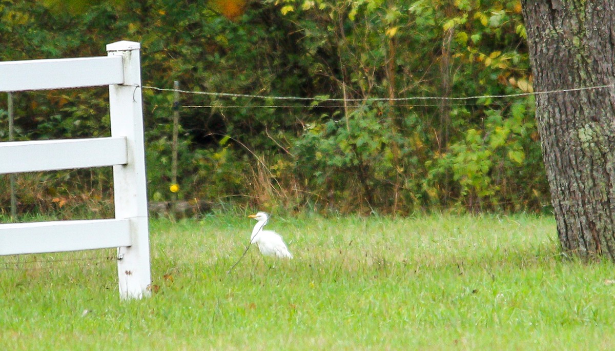 Western Cattle-Egret - ML644041164