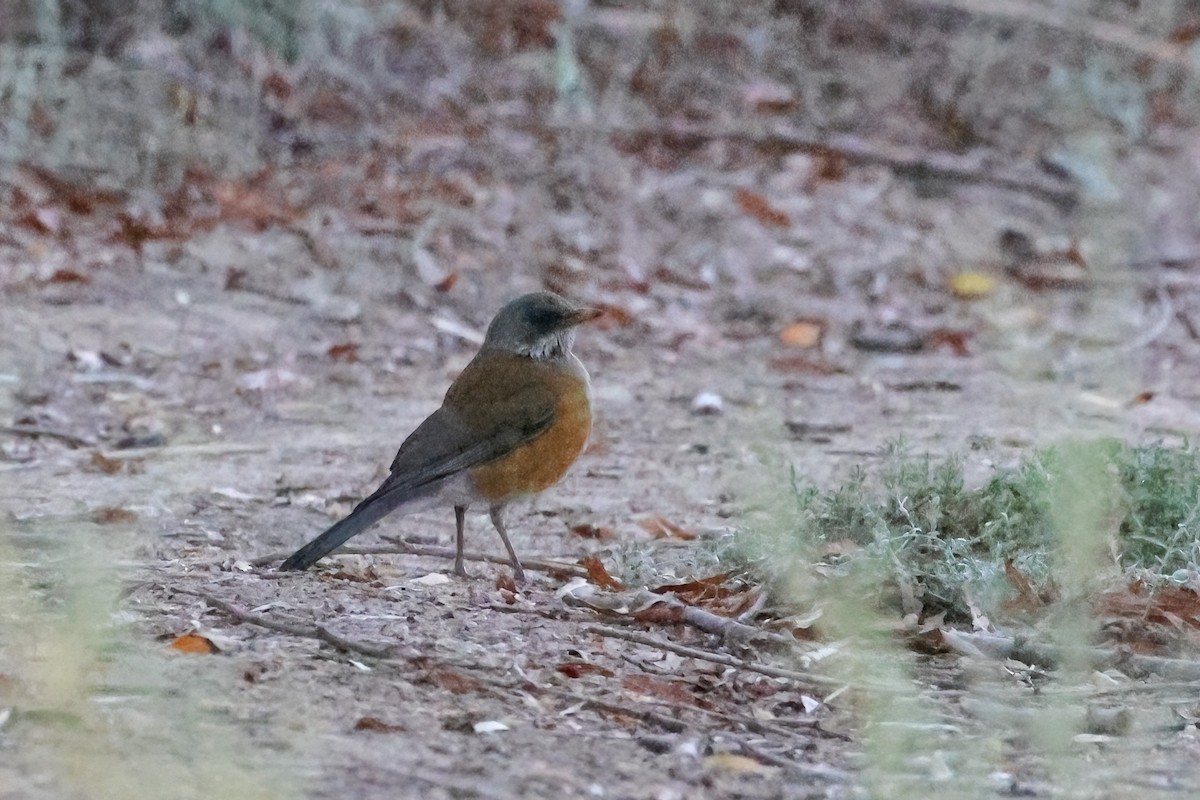 Rufous-backed Robin - ML644041173