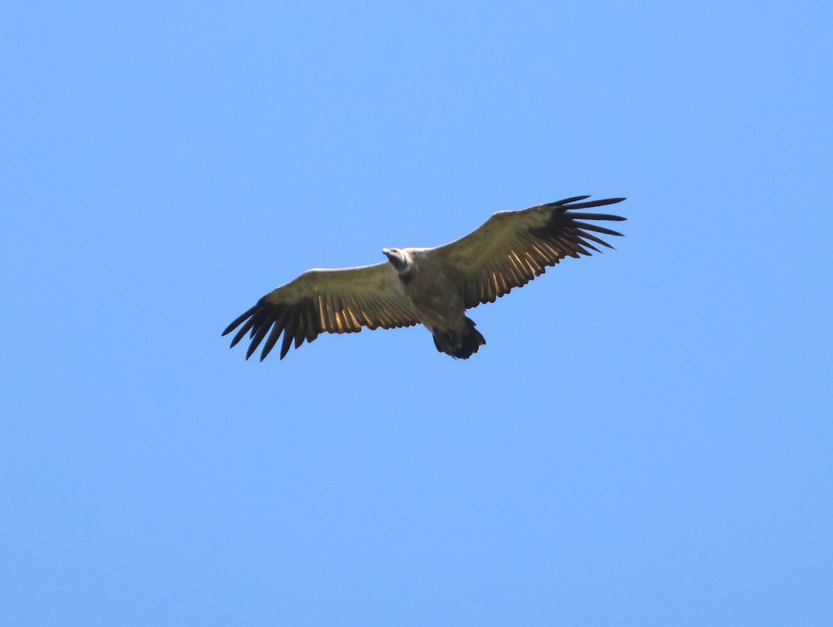 Kapgeier - ML644041178