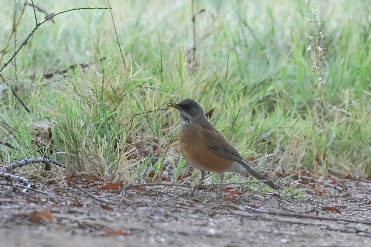 Rufous-backed Robin - ML644041180