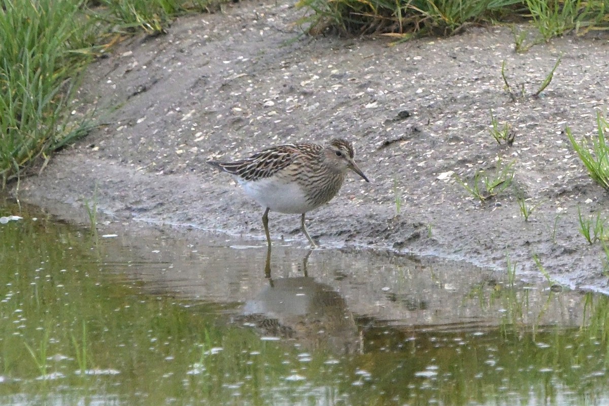 Graubrust-Strandläufer - ML644041186