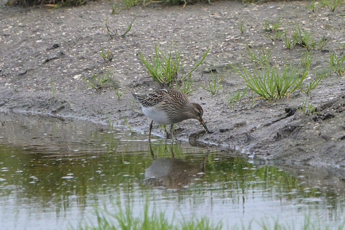 Graubrust-Strandläufer - ML644041187