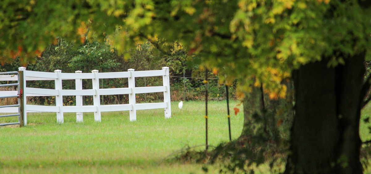 Western Cattle-Egret - ML644041195
