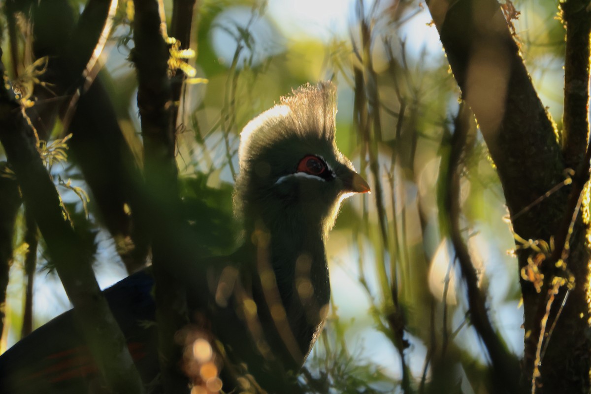 natalturako - ML644041208