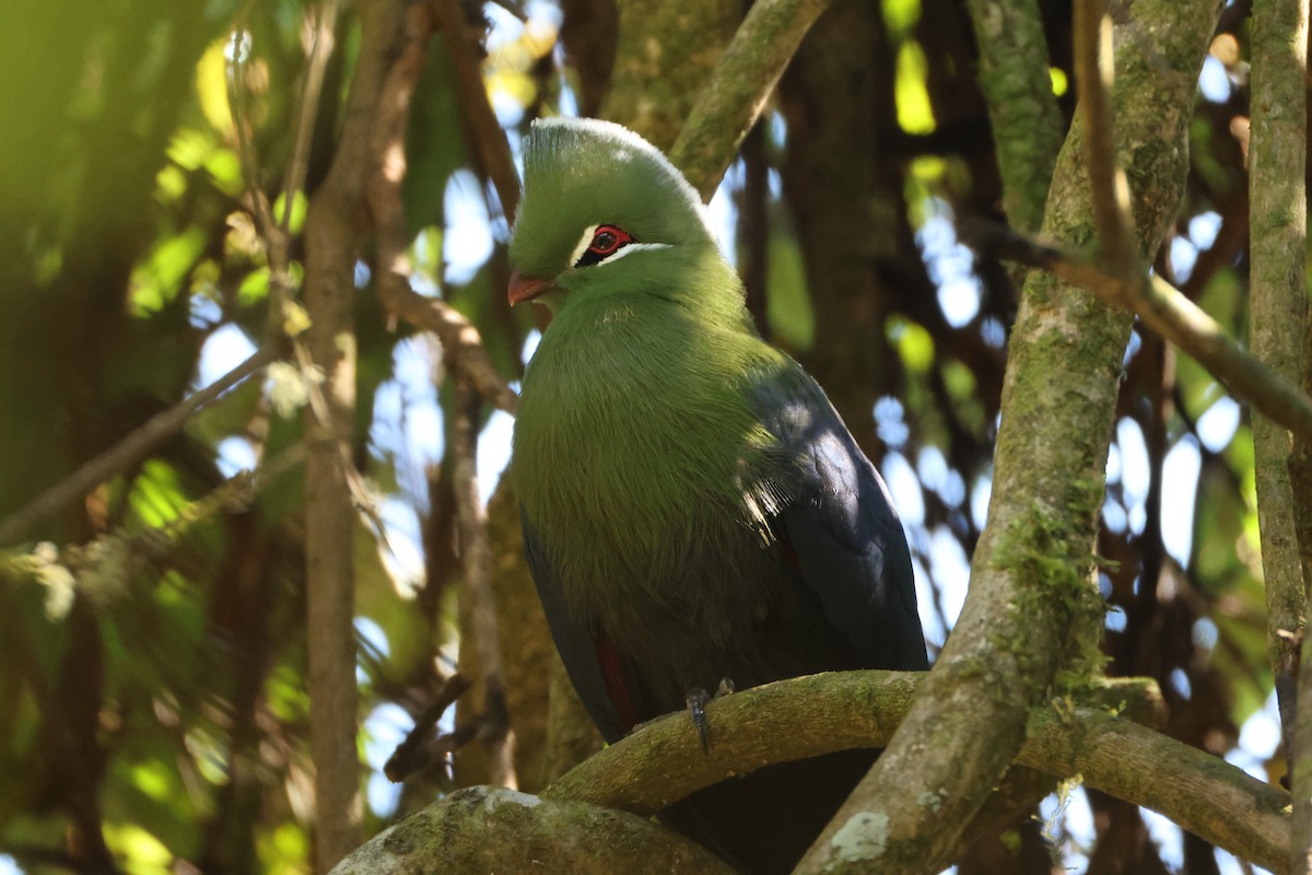 natalturako - ML644041214