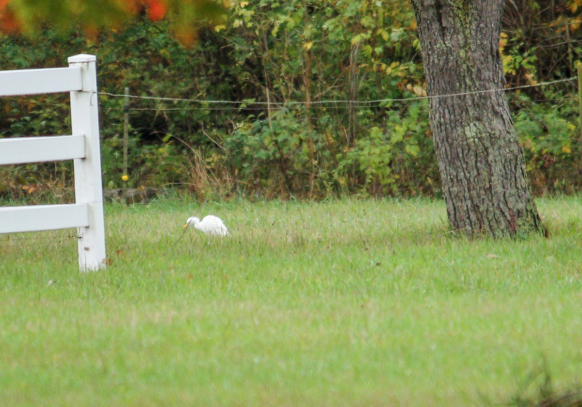 Western Cattle-Egret - ML644041218