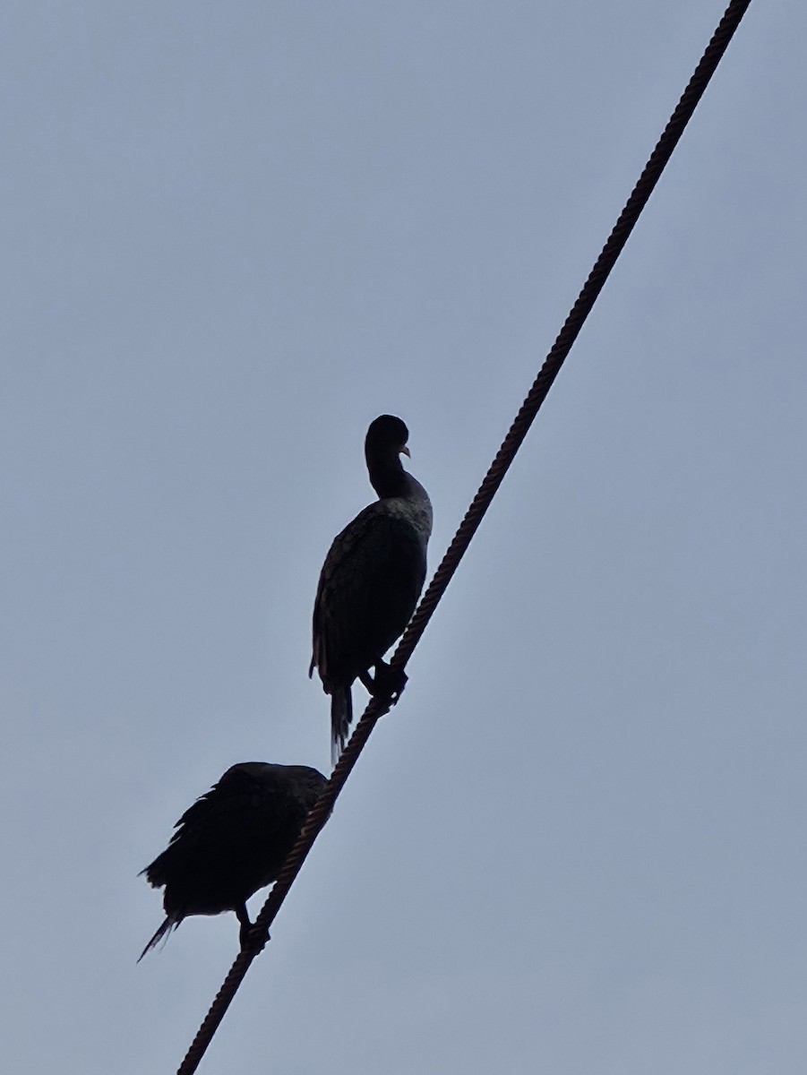 Double-crested Cormorant - ML644041221