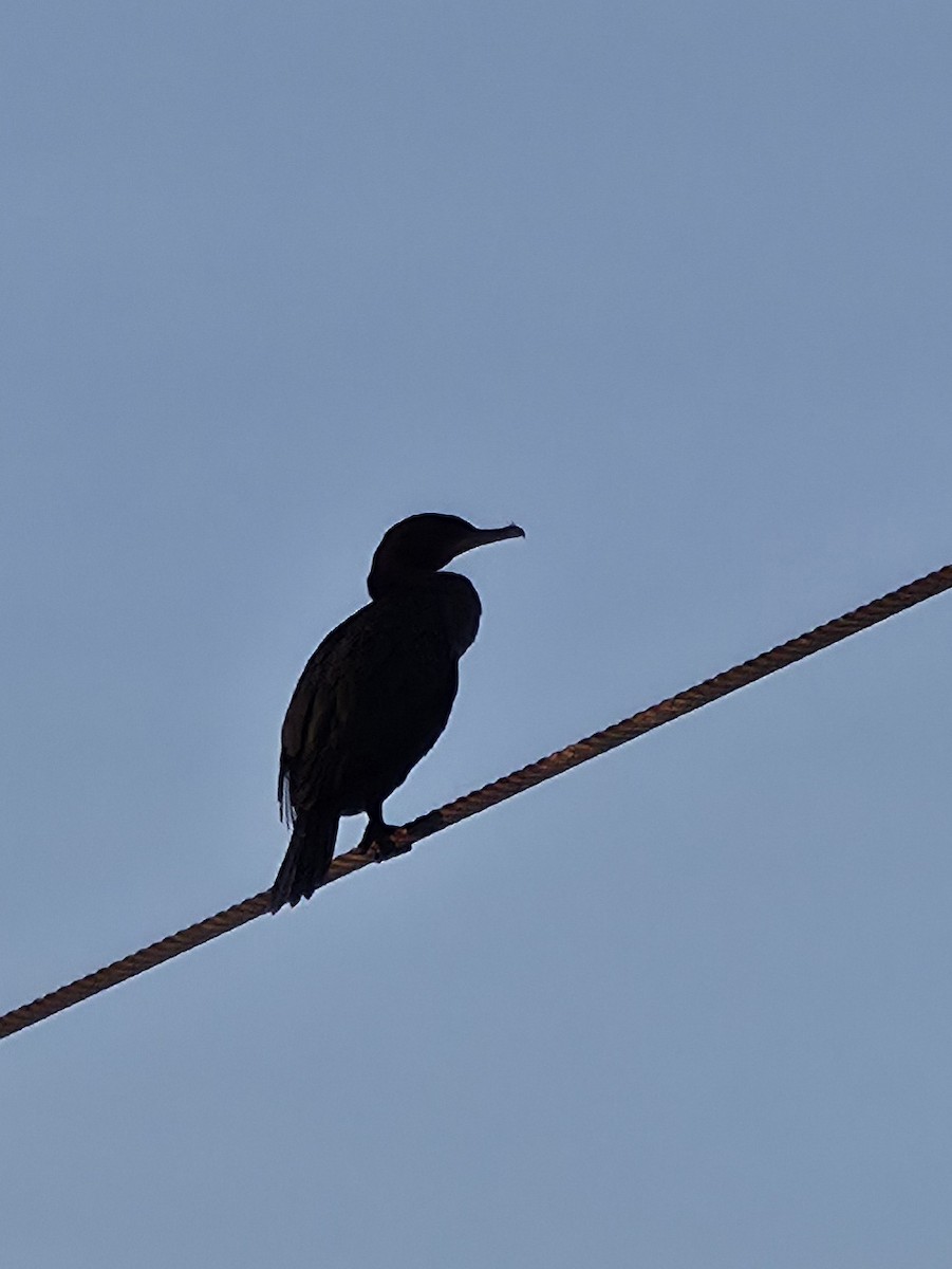 Double-crested Cormorant - ML644041222