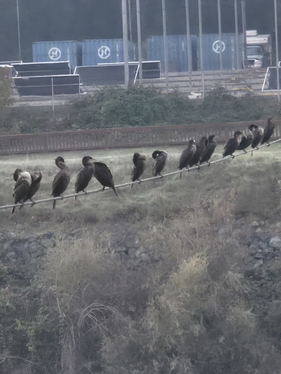 Double-crested Cormorant - ML644041223