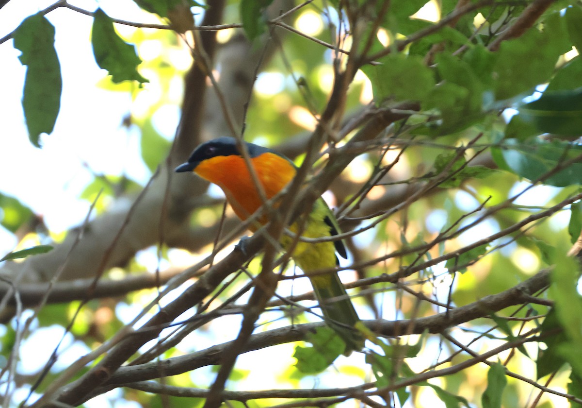 Black-fronted Bushshrike - ML644041225