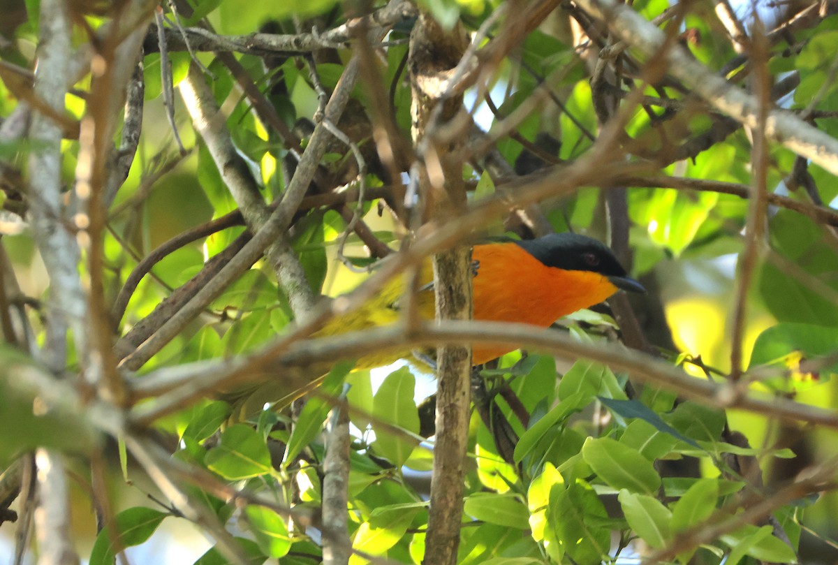 Black-fronted Bushshrike - ML644041226