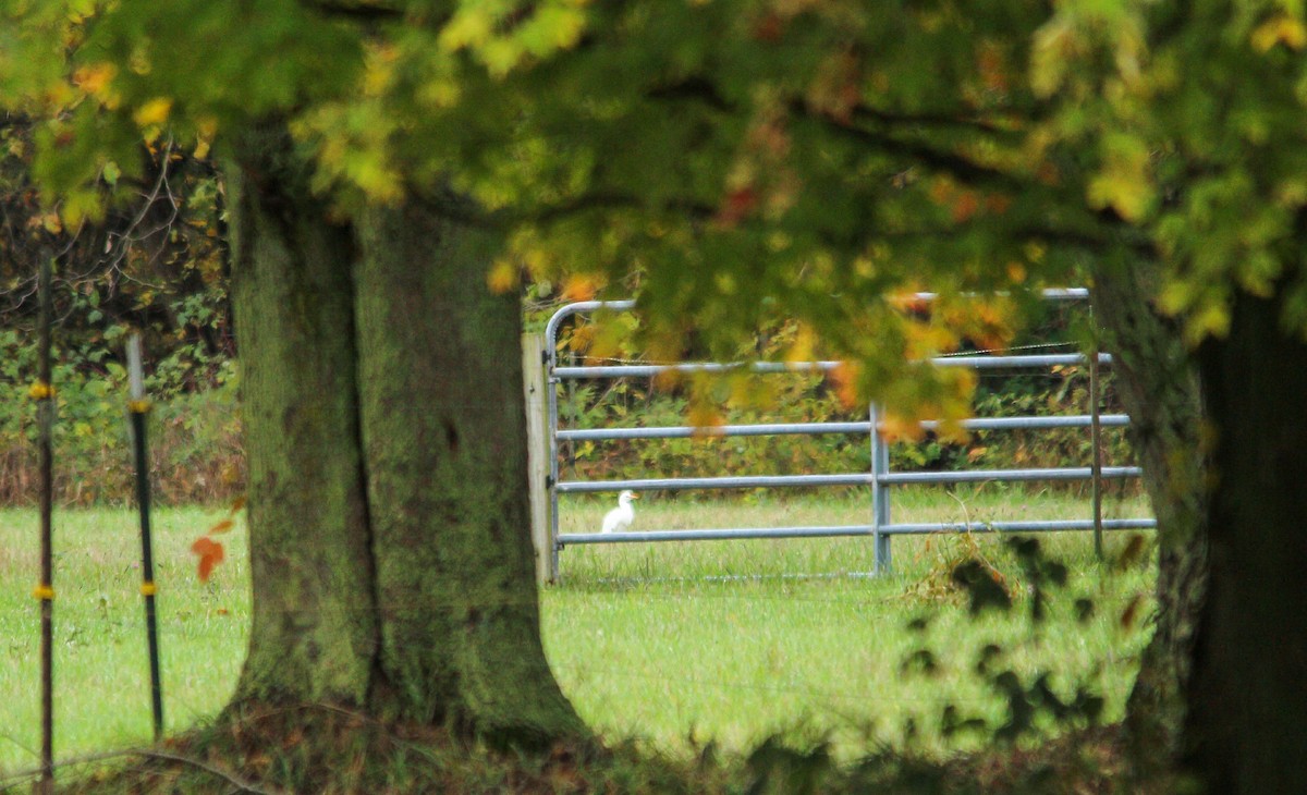 Western Cattle-Egret - ML644041229