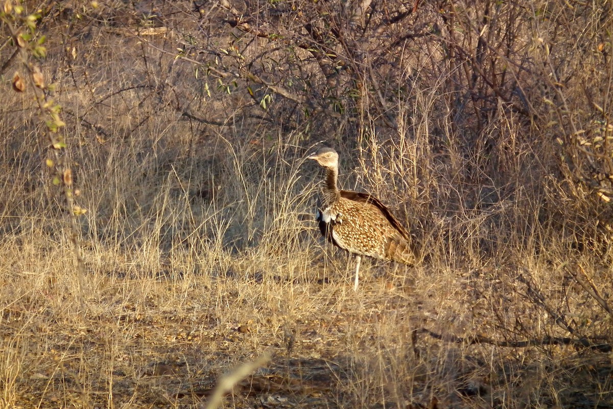 Red-crested Bustard - ML644041261